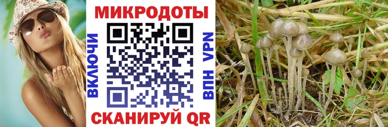 Псилоцибиновые грибы мицелий Ельня